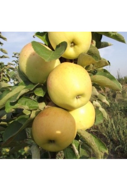 Плоди яблуні ‘Медок’ крупні, жовті, з медовим блиском